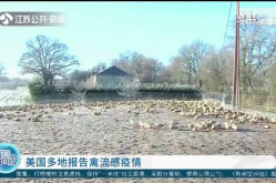 美国多地现禽流感疫情,蛋价飙升，民众生活受影响