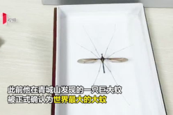 玄机八卦网**一码,探寻神秘力量的奥秘之旅