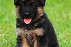 德国牧羊犬幼犬成年犬体重,德国牧羊犬体重变化解析