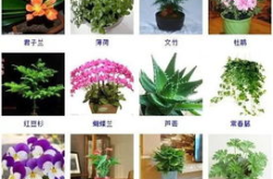盆栽植物图片及名称,盆栽植物图片与名称赏析